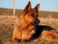 /album/photos-our-dogs-in-usa/p3040591-jpg/