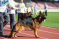 /album/fotogalerie-rodice-stenat/538780192-1437216474701244-3334257734422492181-n-jpg1/