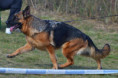 /album/fotogalerie-rodice-vrhu-ch3/img-2605-jpeg/
