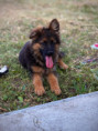 /album/fotogalerie-chuck/img-9614-jpeg/