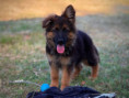 /album/fotogalerie-chuck/img-9599-jpeg/