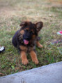 /album/fotogalerie-chuck/img-9615-jpeg/