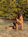 /album/fotogalerie-rodice-vrhu-l3/img-1460-jpg/