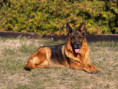 /album/fotogalerie-rodice-vrhu-l3/img-1465-jpg/