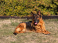 /album/fotogalerie-rodice-vrhu-l3/img-1464-jpg/