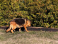 /album/fotogalerie-rodice-vrhu-l3/img-1467-jpg/