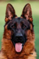 /album/fotogalerie-zucchero-a-angie/img-3563-jpeg/