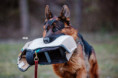 /album/fotogalerie-zucchero-a-angie/img-3559-jpeg/