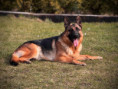 /album/fotogalerie-zucchero-a-angie/img-0814-jpeg/
