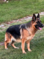 /album/fotogalerie-zucchero-a-angie/img-3031-jpeg/