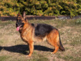 /album/rodice-vrhu-n3/img-1449-jpg/