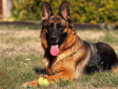 /album/rodice-vrhu-n3/img-1423-jpg/